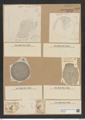 Coscinodiscus marginatus Ehr. (de-Toni-Nr.: Genus 202, Species 4966) Zeichnungen Sammlung Grunow Nr. 8562 (NHMW-BOT-W0378205)